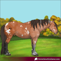 Horse Color:White Spotted Bay 