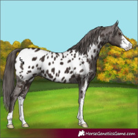 Horse Color:Liver Chestnut Sabino Appaloosa 