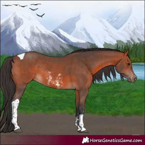 Horse Color:Bay Sabino Tobiano Rabicano 