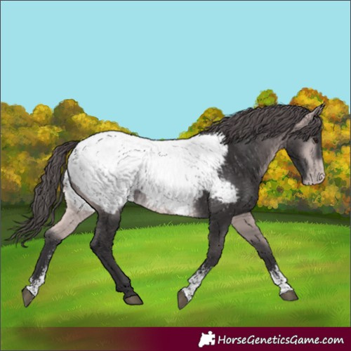 Horse Color:Platinum Buckskin Sabino Appaloosa 