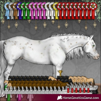 Horse Color:White Spotted Buckskin Dun Sabino