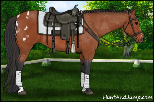 Horse Color:Bay Sabino Rabicano  and Bay Sabino Appaloosa Rabicano 