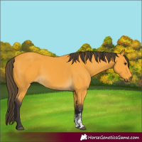 Horse Color:Buckskin Sabino Rabicano 