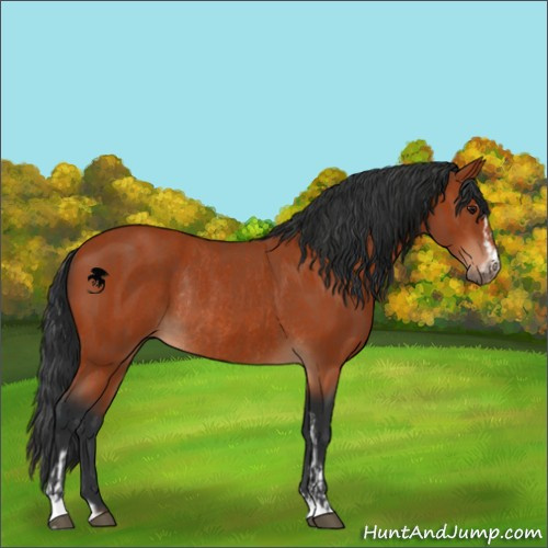 Horse Color:Brown Sabino Rabicano  and Brown Sabino Rabicano 