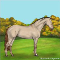 Horse Color:Red Dun 