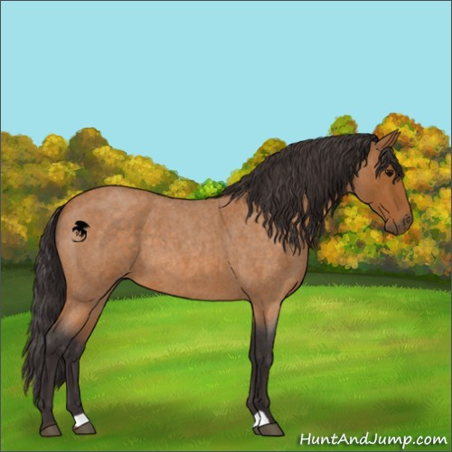 Horse Color:Buckskin Roan 