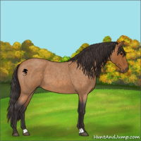 Horse Color:Buckskin Roan 