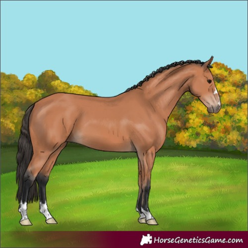 Horse Color:Bay Mushroom 