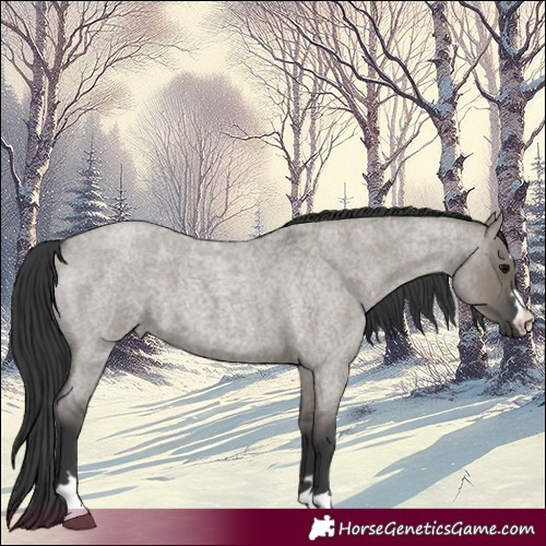 Horse Color:Grullo Roan 