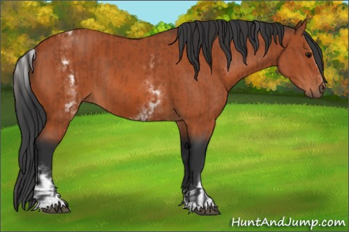 Horse Color:Bay Sabino Rabicano  and White Spotted Bay Sabino Rabicano 