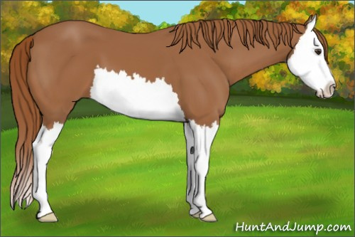 Horse Color:Chestnut Splash 