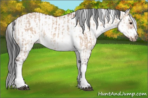 Horse Color:Bay Dun Sabino Rabicano and Bay Dun Sabino Frame Rabicano