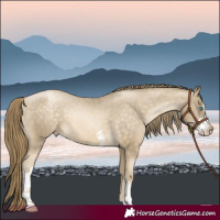 Horse Color:Buckskin Pearl Sabino Appaloosa Rabicano