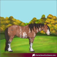 Horse Color:Bay Sabino Rabicano and Bay Sabino Rabicano