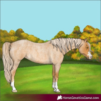 Horse Color:Palomino Roan 