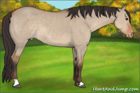 Horse Color:Brown Dun Varnish 