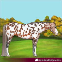 Horse Color:Bay Near Leopard