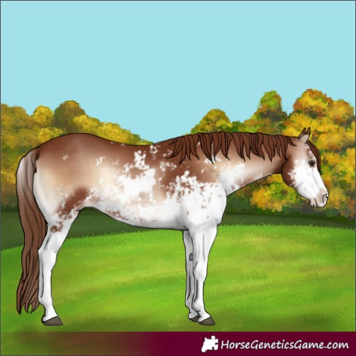 Horse Color:Red Onyx Sabino 