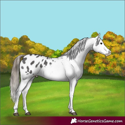 Horse Color:Smoky Blue Roan Appaloosa 