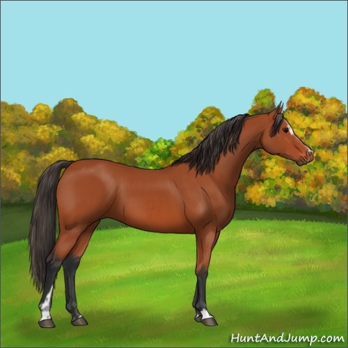 Horse Color:Bay Sabino Rabicano  and Bay Sabino 