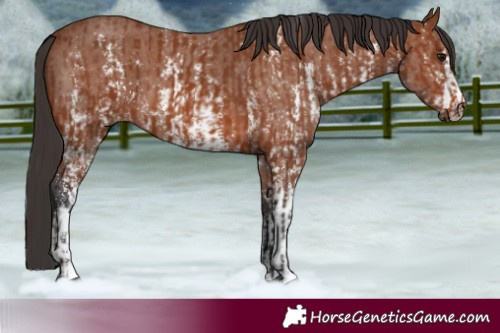 Horse Color:Bay Sabino Rabicano and Bay Sabino