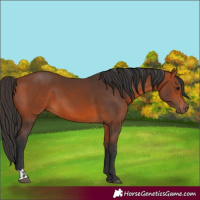 Horse Color:Bay  and Bay 