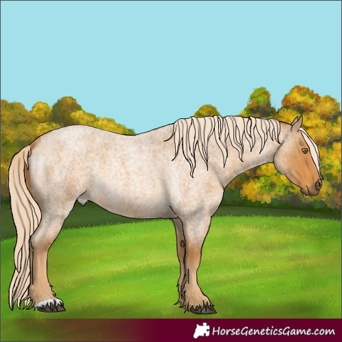 Horse Color:Palomino Roan 