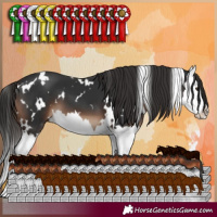 Horse Color:White Spotted Liver Chestnut Splash