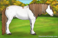 Horse Color:White Spotted Chestnut 