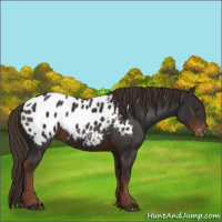 Horse Color:Liver Chestnut Appaloosa
