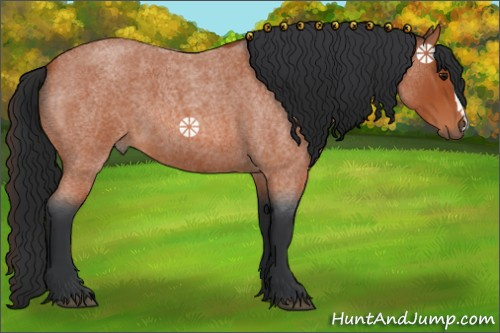 Horse Color:Bay Roan 
