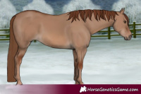 Horse Color:Red Dun 