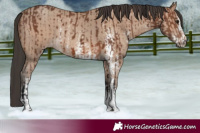 Horse Color:Brown Sabino Rabicano  and Sable Champagne Sabino Rabicano 