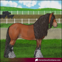 Horse Color:Bay Sabino Rabicano  and Bay Sabino Rabicano 