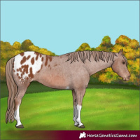 Horse Color:Chestnut Tobiano Appaloosa 