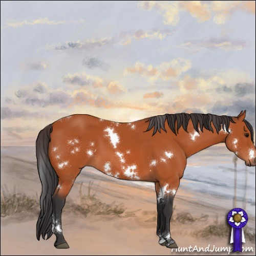 Horse Color:White Spotted Bay Sabino