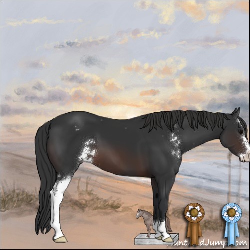 Horse Color:Brown Sabino Appaloosa 