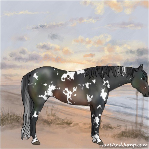 Horse Color:White Spotted Brown Sabino