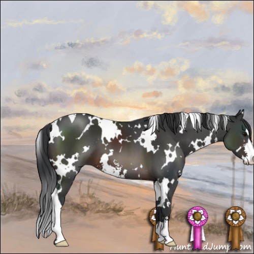 Horse Color:White Spotted Brown Sabino 