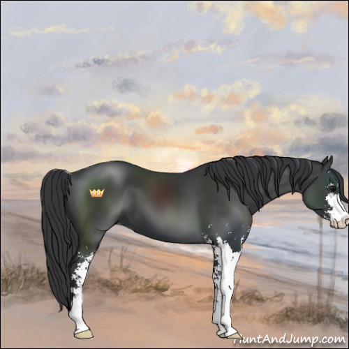 Horse Color:Black Sabino 
