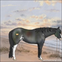 Horse Color:Black Sabino