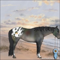 Horse Color:Black Sabino Appaloosa 