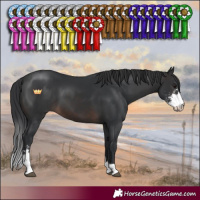 Horse Color:Brown Sabino