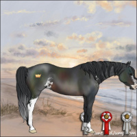 Horse Color:Brown Sabino 