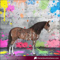 Horse Color:Bay Sabino Rabicano and Bay Sabino Rabicano