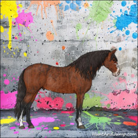 Horse Color:Bay Sabino Rabicano  and Bay Sabino Rabicano 