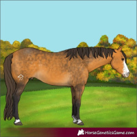 Horse Color:Buckskin Sabino 