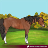 Horse Color:Bay Sabino Rabicano  and Bay Sabino Rabicano 