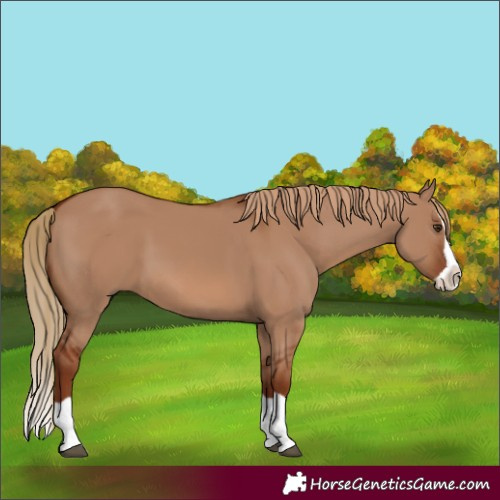 Horse Color:Red Dun Splash 