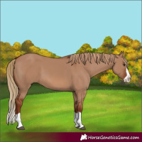 Horse Color:Red Dun Splash